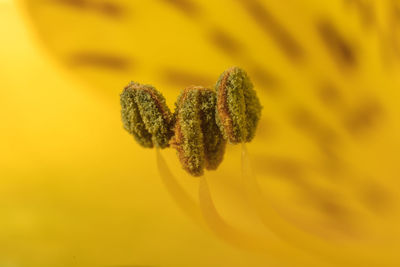 Close-up of yellow flower