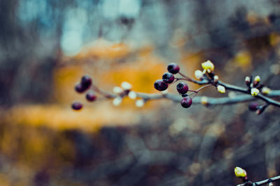 Close-up of berries growing on tree