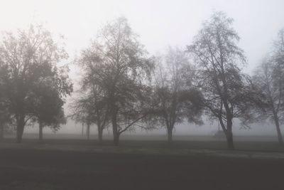 Trees in foggy weather