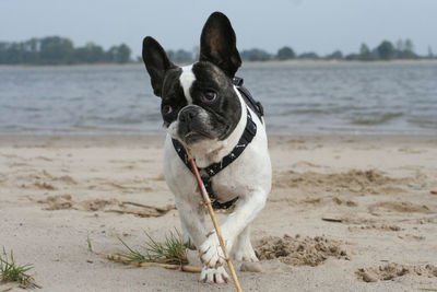 French bulldog with stick at beach