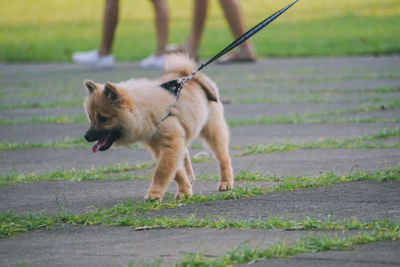 Dog walking on footpath