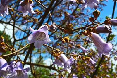 Low angle view of fresh pink flower tree against sky