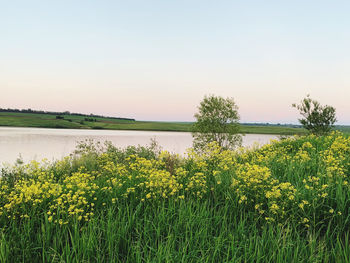 Yellow flowering plants on field against sky