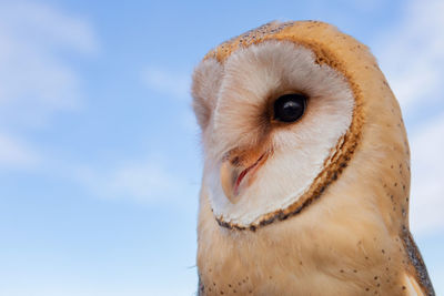 Close-up portrait of a bird against blue sky