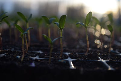 Close-up of plant growing on field