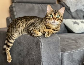 Portrait of cat sitting on sofa at home