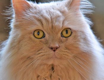 Close-up portrait of cat