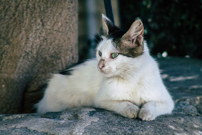 Close-up of a cat looking away