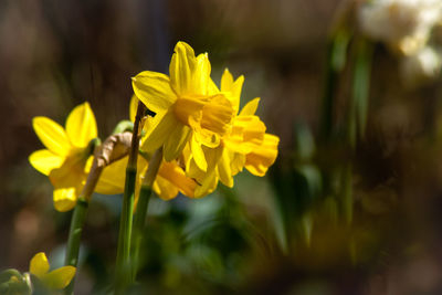 Close-up of yellow flowering plant