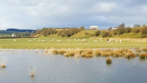 Lake against flock of sheep grazing on grassy field