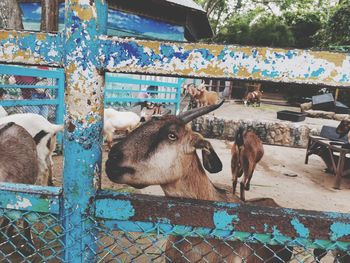 Cows in pen