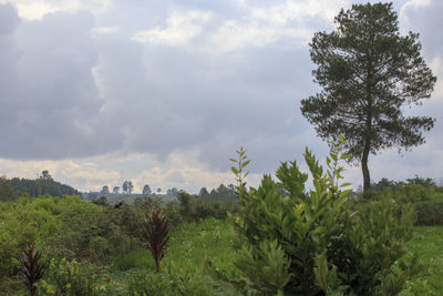 Trees on field against sky