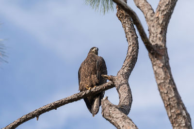 Low angle view of eagle perching on tree against sky