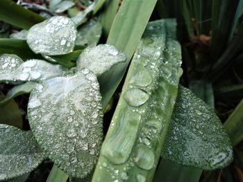 Close-up of wet plant