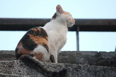 Cat sitting on retaining wall against sky