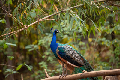 Close-up of peacock perching on branch