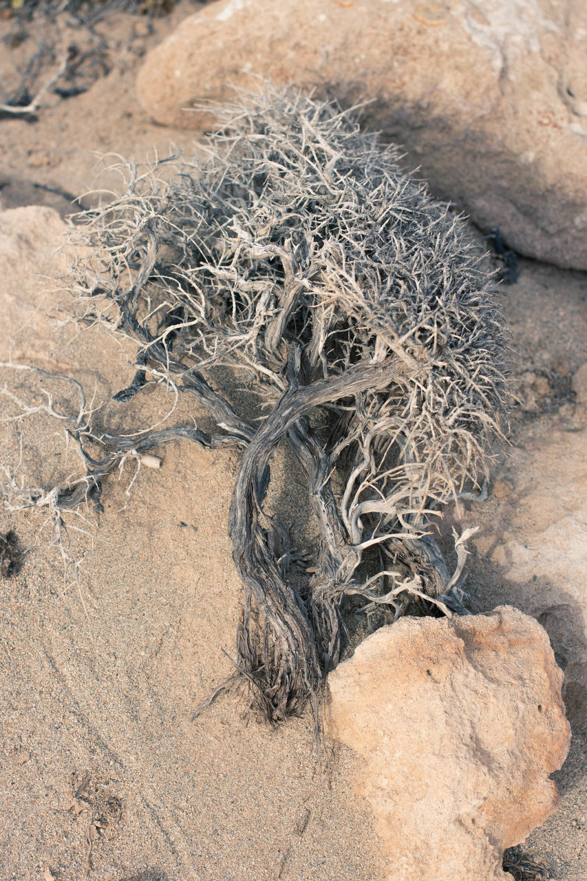 CLOSE-UP OF DEAD PLANT ON ROCK