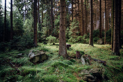 Pine trees in forest