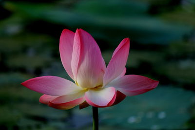 Close-up of pink water lily