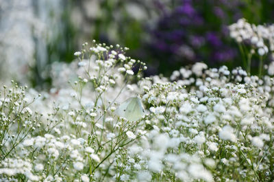 Close-up of white flowers blooming outdoors