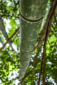 Low angle view of bamboo trees in forest