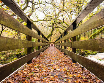 Autumn leaves on tree trunk