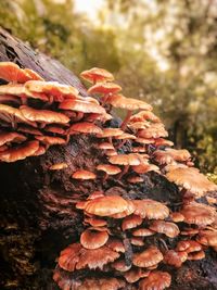 Close-up of mushrooms growing on tree