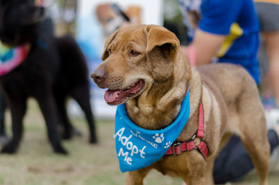 Close-up of dog