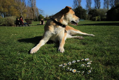 Dog on field