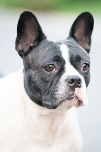 Close-up portrait of dog