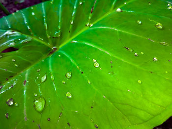 Close-up of wet leaves