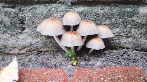Close-up of mushrooms on wood