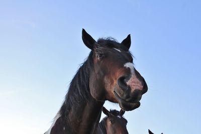 Close-up of a horse against clear blue sky