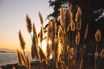 Close-up of plants at beach against sunset