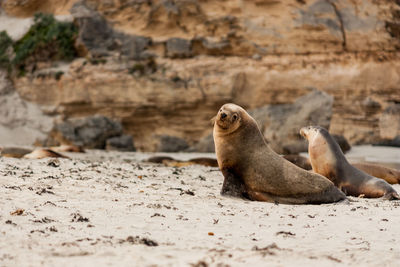 High angle view of sea lion on rock