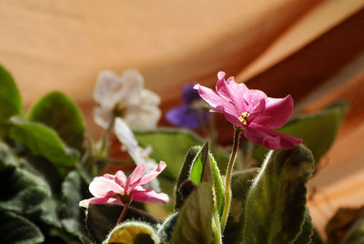 Pink flower blooming in park on sunny day