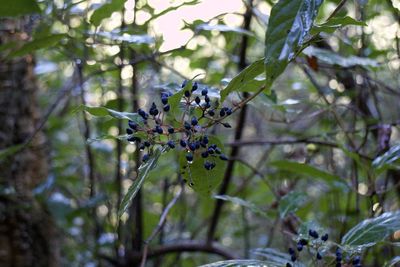 Close-up of flowering plant against tree