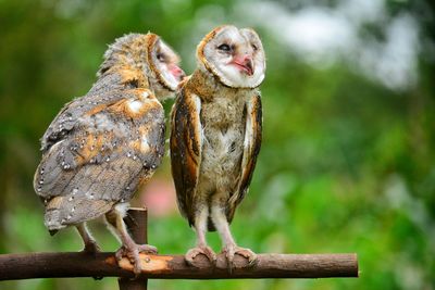 Close-up of owls perching on wood