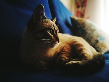 Close-up of cat lying down