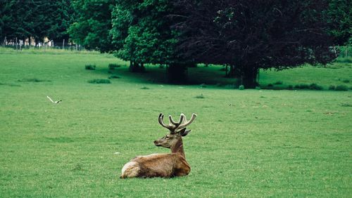 Deer in a field