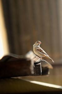 Close-up of bird perching on wood