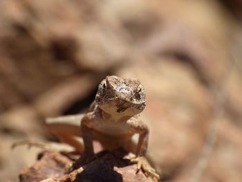 Close-up of a frog