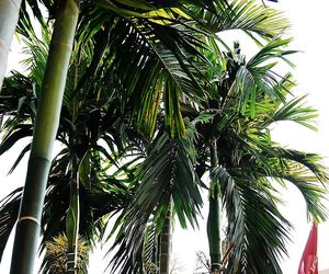 Low angle view of palm tree against sky