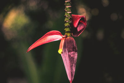 Close-up of red flower bud