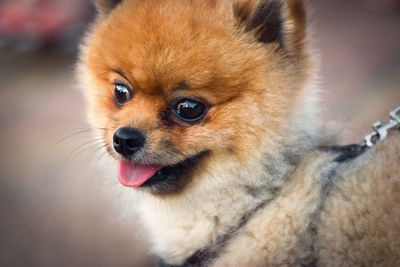 Close-up portrait of dog sticking out tongue