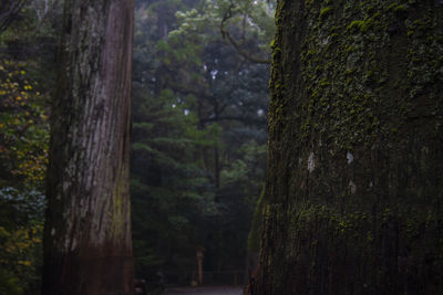 Trees growing in forest