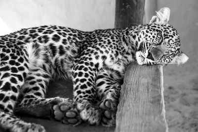 Leopard sleeping on wood