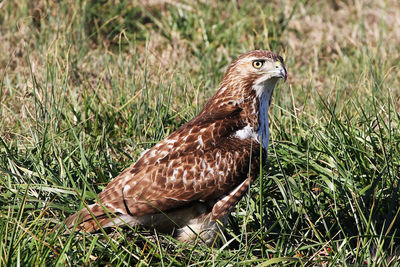 Close-up of owl perching on grass