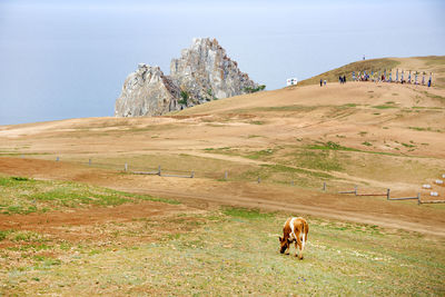 Cow grazing on field