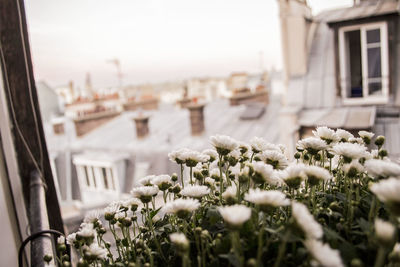 Close-up of flowers against built structure